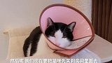 主人用快递箱设路障,橘猫腿短爬不动,结果零食一放像个炮弹