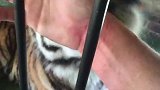男子为了测试老虎的忠诚度，把手伸进虎口里，1秒后意外发生了