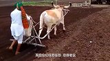 见过牛犁地，可是你见过骆驼犁地吗画面简直不要太美