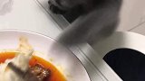 养了这么久的猫，竟然对我下了黑手