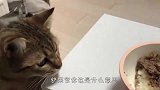 铲屎官吃饭没准备猫咪的份，喵星人不乐意了，下一秒笑翻了