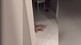 看这萌萌哒的小奶猫啊，这照镜子的样子，看这太萌了！