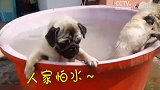 汪星人水盆洗澡澡两只打架一只懵