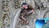 猴儿快要掉下去，大声哭泣，猴妈举动让人心寒