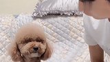 主人让泰迪崽崽表演装睡技能,崽胖子瞬间入戏,成精了