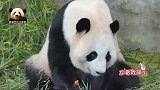 熊猫桃浜捡到胡萝卜美滋滋地吃起来，得意洋洋的样子要多萌有多萌