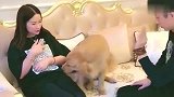 金毛用自己的身体保护女主人, 宁愿自己被打, 它也绝不退缩
