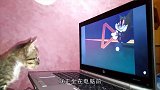 喜欢看《猫和老鼠》的猫，坐在电脑前一动不动