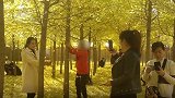 素质呢？游客摇动银杏树 原因竟是有落叶好拍照