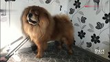 吸尘器还能做头发？松狮犬1秒变狮子