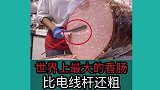 世界奇闻怪事：世界上最大的香肠比电线杆还粗