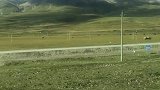 想念藏北那里大草原了，就发个那曲地区的视频吧。