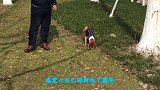 好嗨哟，感觉人生已经到达了巅峰，小狗惬意的溜达偶遇交朋友