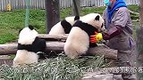 妈妈帮熊猫洗澡，一脸享受太可爱了，放开，让我来！