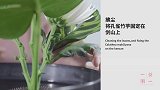 墙角数枝梅，凌寒独自开