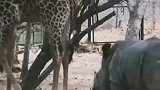 犀牛挑战长颈鹿，被一脚踢得落荒而逃