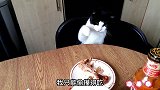 猫咪只能吃鸡骨头，这铲屎官也太小气了吧