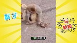 这群猴子真大胆，把癞蛤蟆放手里玩！
