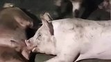 活的竟然都不如一头猪