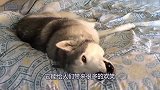 二哈耍无赖跑到了主人床上，怎么都不愿意下来，不停的和主人吵