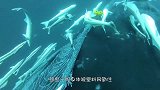 海边冲来一群奇怪生物，游客看见不淡定了，画面太暖心！