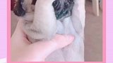 丑萌丑萌的巴哥犬，你爱了吗