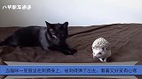 当猫咪一屁股坐在刺猬身上，被刺得弹了出去，看着又好笑有心疼