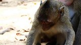 令人心碎的猴子，它被大猴子狠狠的打了一顿