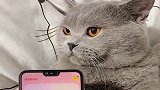 男主人用人猫翻译器恐吓喵星人，猫吓得眼都瞪大了