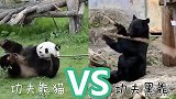 你pick谁？日本黑熊爱耍棍 与“功夫熊猫”隔空对决