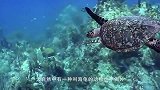 每隔两三年，海龟就会千里迢迢，返回它们出生的海滩产卵