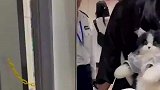 美女背着小猫过安检，每次被问这一个问题，智商有被侮辱到！