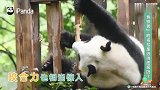 那么问题来了，大熊猫“食铁兽”的名号是浪得虚名吗