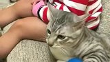 狸花猫：什么叫我抢这明摆着碰瓷，人类幼崽果真不好惹！