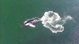 深海里虎鲸捕猎鱼群，一尾巴拍晕张大嘴冲上来，吃一口顶一个月