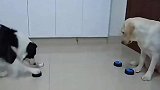 你们见过边牧训狗吗，还挺像那么回事的