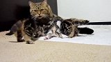 猫妈妈周边玩耍的小奶猫们，如此活泼的样子，真是可爱！