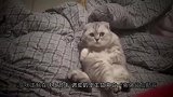 猫咪听到国歌就下跪，双腿跪得笔直，太诡异了，网友：猫成精了！