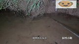 小伙去水沟抓黄鳝，发现一个黑影在水里跑，狂追十几米远将其抓住