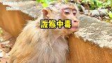 猴哥被剧毒眼镜蛇咬到，四肢抽搐口吐白沫！