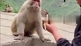 主播调戏猴子走红，看这手法，原来是观世音菩萨