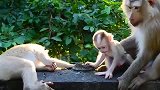 猴姐很妒忌弟弟，看到猴妈抱弟弟，它爬上去要猴妈背，有趣