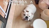 虽然这个狗又胖又邋遢，但是它真的好乖啊