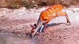 小鹿在河边喝水，突然出现鳄鱼，看小鹿极限走位