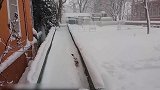 你们猫咪真是太会玩了，看这趟雪的样子，是要笑死我吗