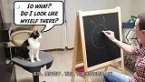 小伙为猫咪画画,这栩栩如生的画技,真是出神入化啊