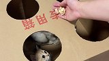 老大老二被锤之后就敢伸头了，只有小老三……勇敢老三不怕困难哈哈哈哈哈哈哈哈哈哈哈猫咪的迷惑行为 动物图鉴
