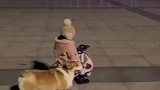 狗狗能有什么坏心思呢