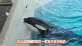 女子游泳时被3头虎鲸包围，救助人员不敢动，用无人机拍下全过程