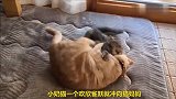 小奶猫和母亲玩耍，遭母亲又抱又亲，太热烈了